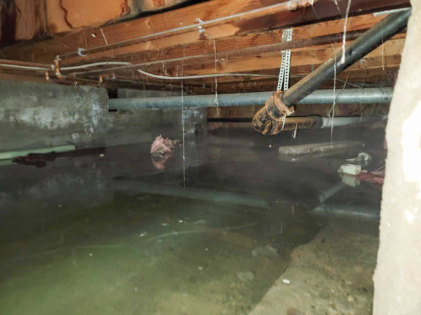 Best Professional water damage repair  in Sioux Center, IA