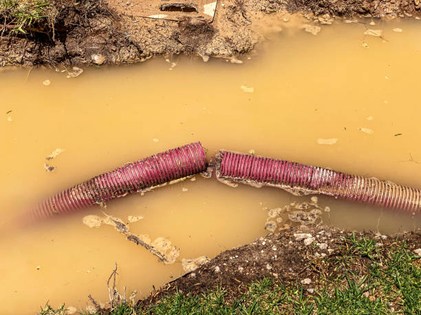 Best Flood restoration services  in Sioux Center, IA